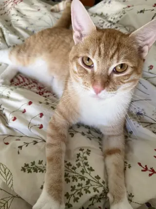 PJ