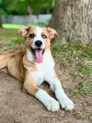PUPPY OLLIE