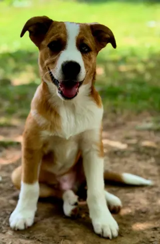 PUPPY OLLIE