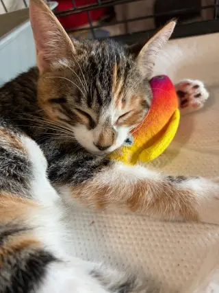 Dora (& Stripes)