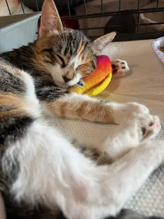 Dora (& Stripes)
