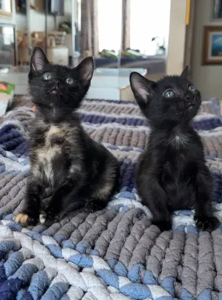 Trixie and Jujubee