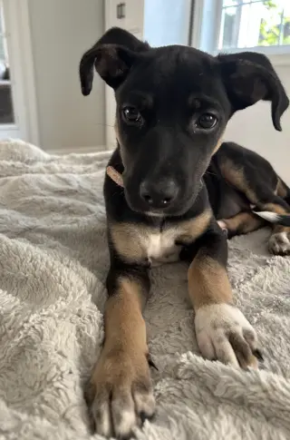 SAM
