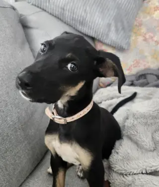 SAM