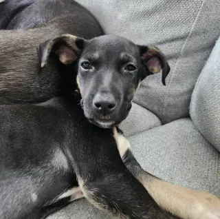 SAM