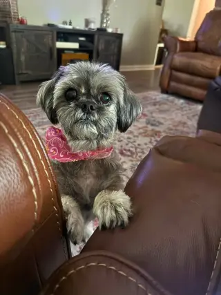 Gidget