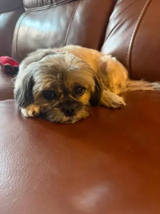 Gidget