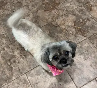 Gidget
