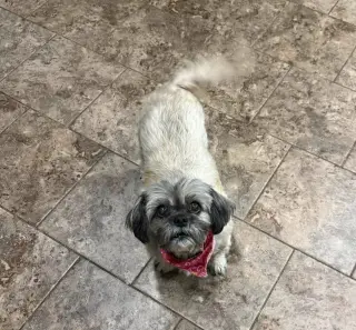 Gidget