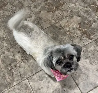 Gidget