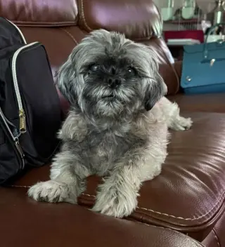 Gidget