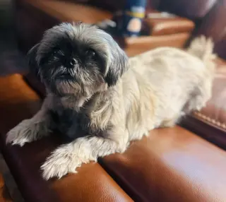 Gidget