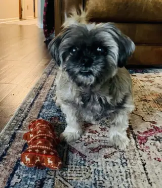 Gidget