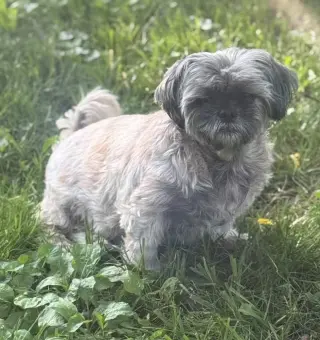 Gidget