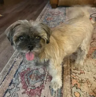 Gidget