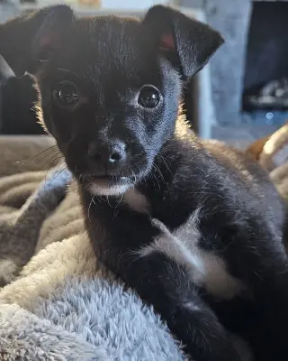 Kip