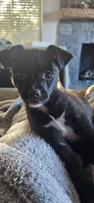Kip