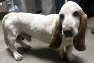 SLINKY - ADOPTION PENDING!