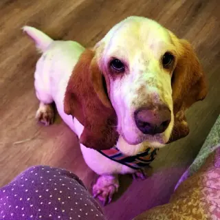 SLINKY - ADOPTION PENDING!