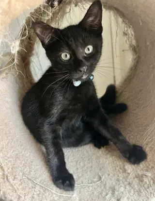 Rambo