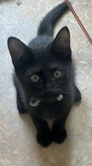 Rambo