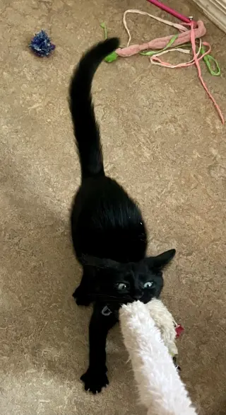 Rambo