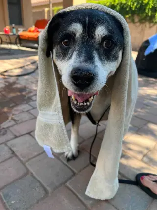 Heidi
