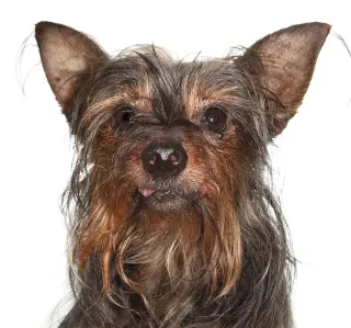 Miguel