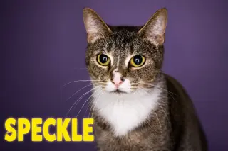Speckle (FCID# 06/22/2026 - 11 Trainer)