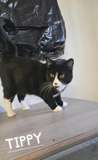 TIPPY