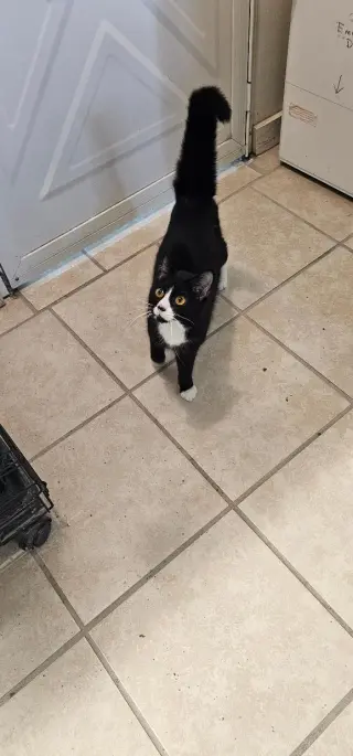 TIPPY