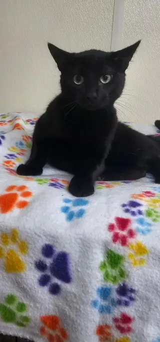 LICORICE