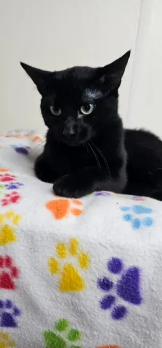 LICORICE