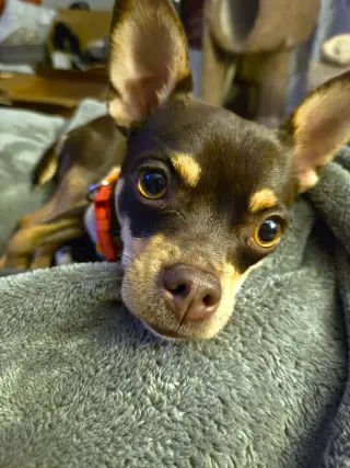 Piper