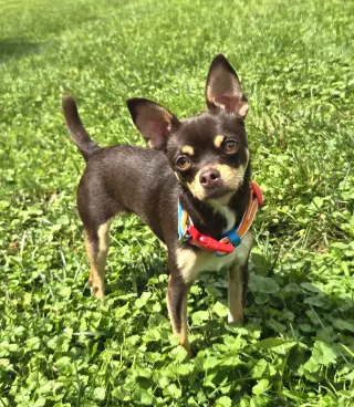 Piper