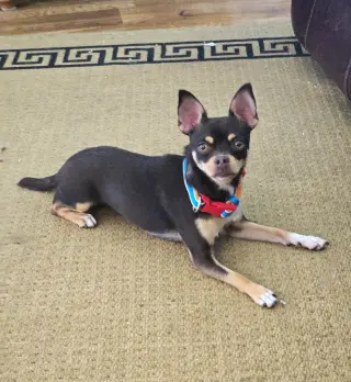 Piper