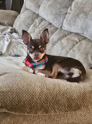 Piper
