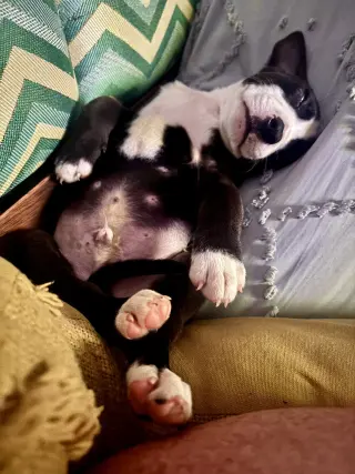 Pete