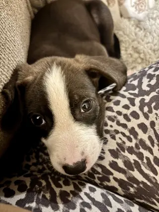 Pete