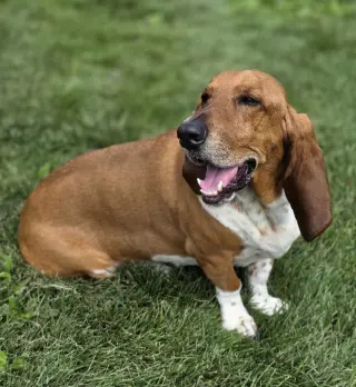 Norman