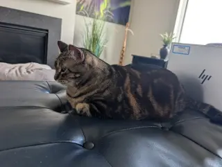 Tiger Lily