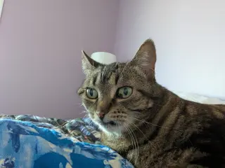 Tiger Lily