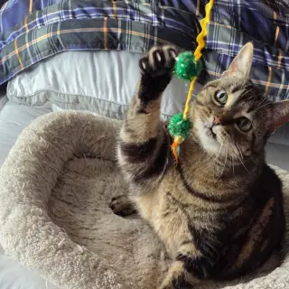 Tiger Lily