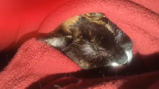 Callie (FKA Miss Prissy)