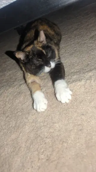 Callie (FKA Miss Prissy)