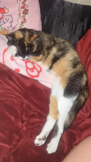Callie (FKA Miss Prissy)
