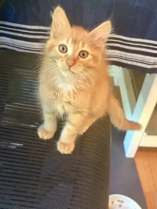 Ron