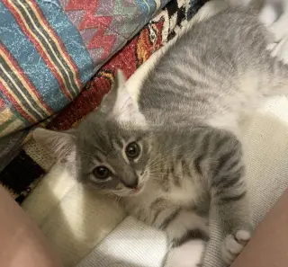 Chili