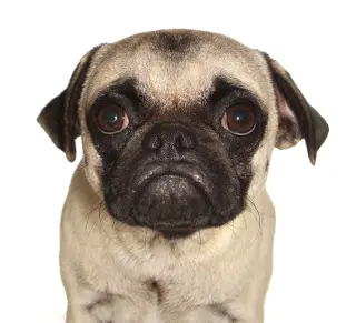 Theodore