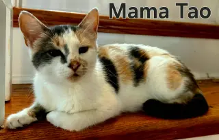 MAMA TAO